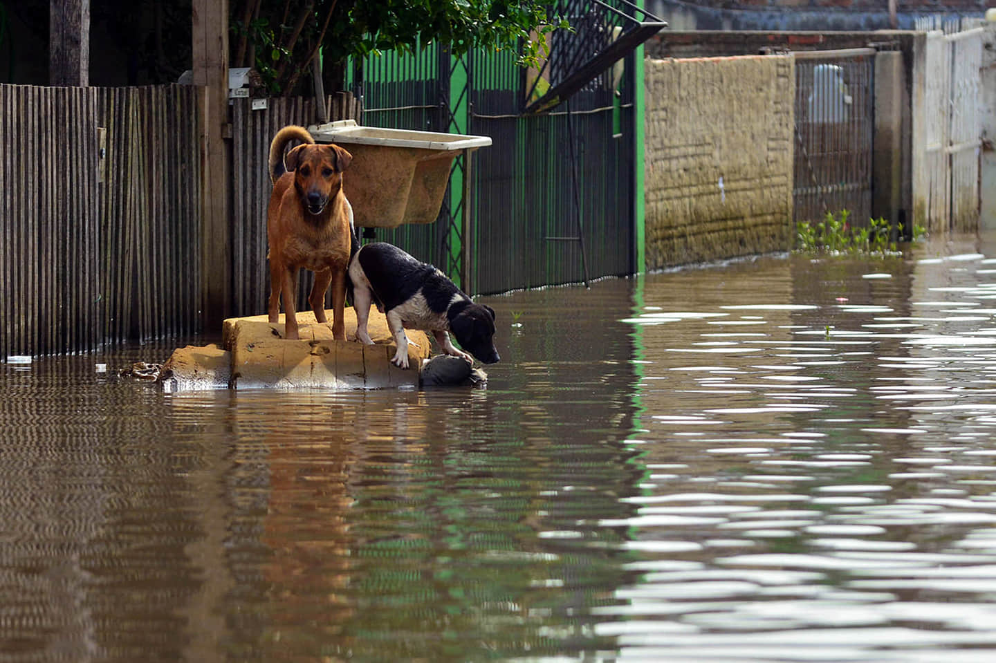 Two stranded dogs in the flood water in Rio Grande do Sul state, Brazil